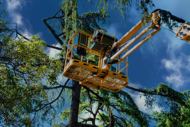 Reliable West Wood, UT Tree Removal and Landscaping Services Solutions